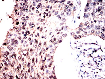TFEB Antibody