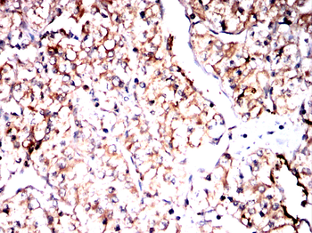 TFEB Antibody