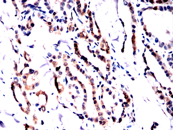 TFEB Antibody