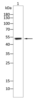 TFEB Antibody