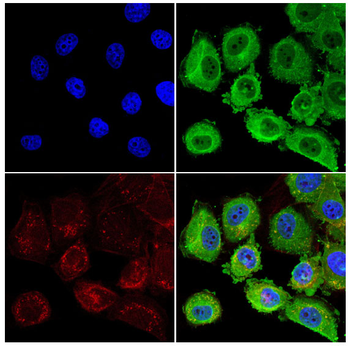 SV2A Antibody