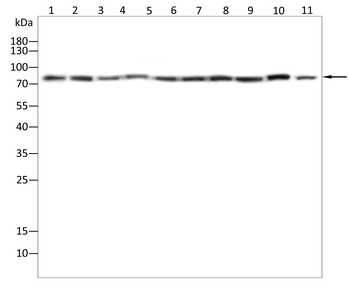 SV2A Antibody