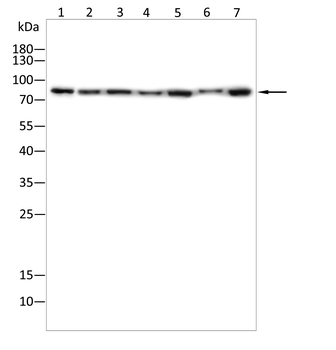 SV2A Antibody