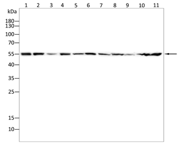 CCNK Antibody