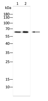 CCNK Antibody