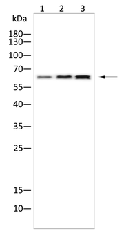 CCNK Antibody