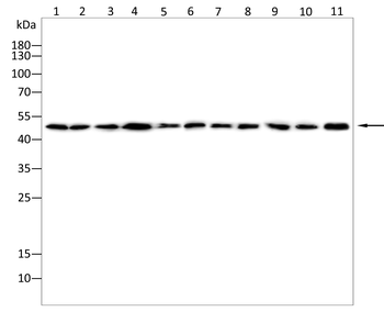 LPIN1 Antibody