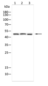 LPIN1 Antibody