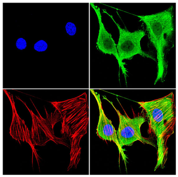 ELF3 Antibody