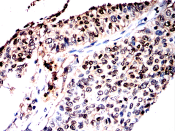 ELF3 Antibody