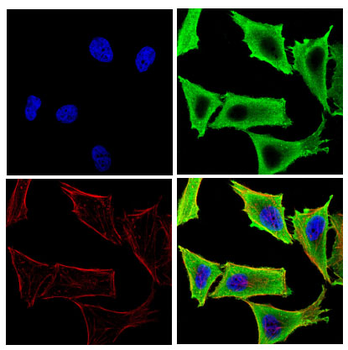 ELF3 Antibody