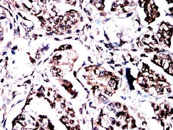 PRDX6 Antibody