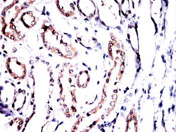 PRDX6 Antibody