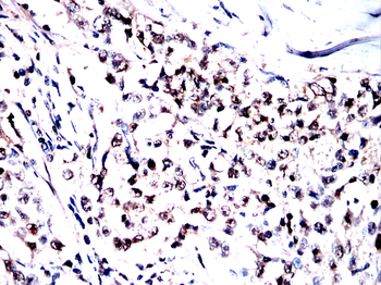 PRDX6 Antibody