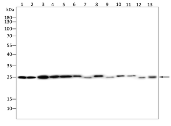 PRDX6 Antibody