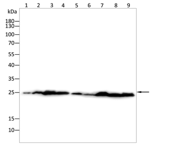PRDX6 Antibody
