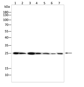 PRDX6 Antibody