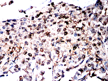 PPIA Antibody