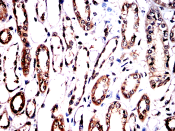 PPIA Antibody