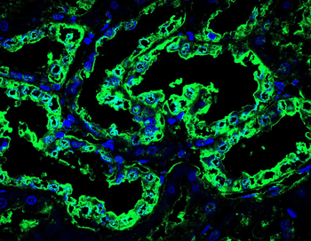 PPIA Antibody