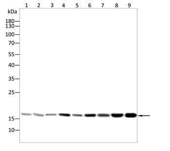 PPIA Antibody