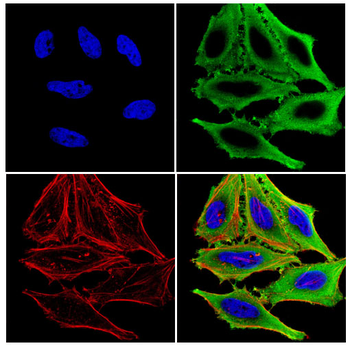 PPIA Antibody