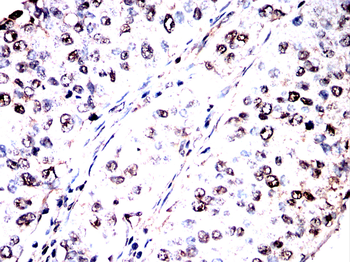 PPIA Antibody