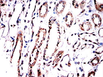 PPIA Antibody