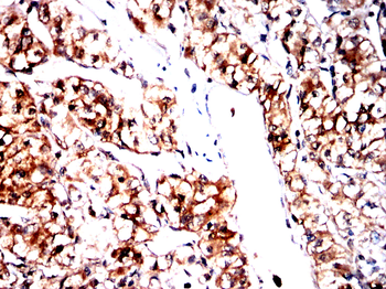 PPIA Antibody