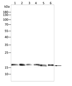 PPIA Antibody