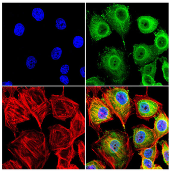TCP1 Antibody