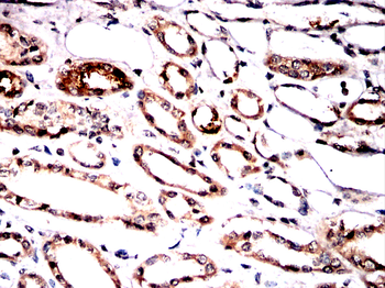 TCP1 Antibody