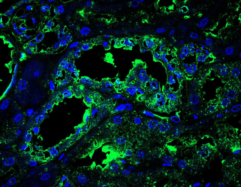 TCP1 Antibody