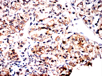 TCP1 Antibody