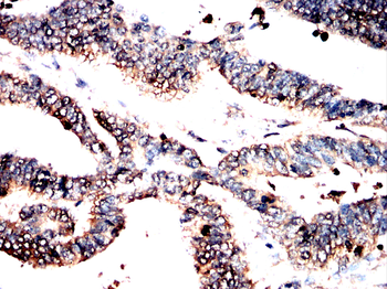 TCP1 Antibody