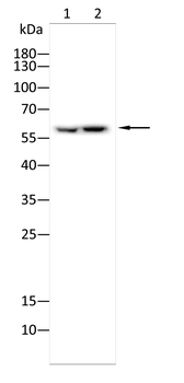 TCP1 Antibody