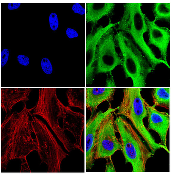 CDC16 Antibody