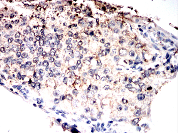 CDC16 Antibody