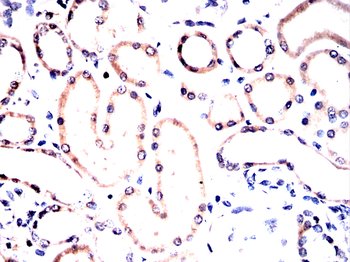 CDC16 Antibody