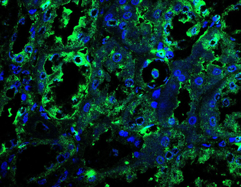 CDC16 Antibody