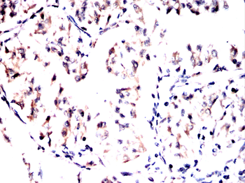 CDC16 Antibody