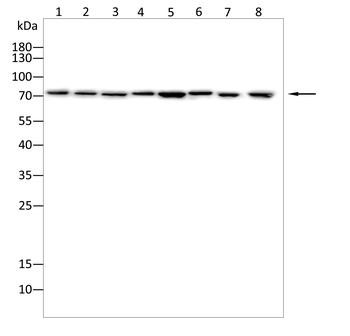 CDC16 Antibody