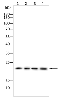SCX Antibody