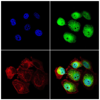 MEF2D Antibody