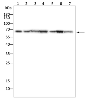 MEF2D Antibody