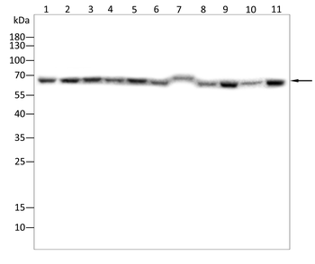 MEF2D Antibody