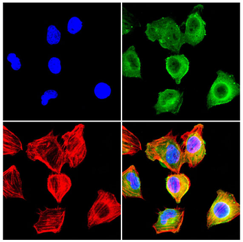 AIFM2 Antibody