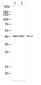 AIFM2 Antibody