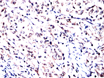 AIFM2 Antibody
