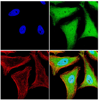 AIFM2 Antibody